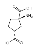 cis-ACPD